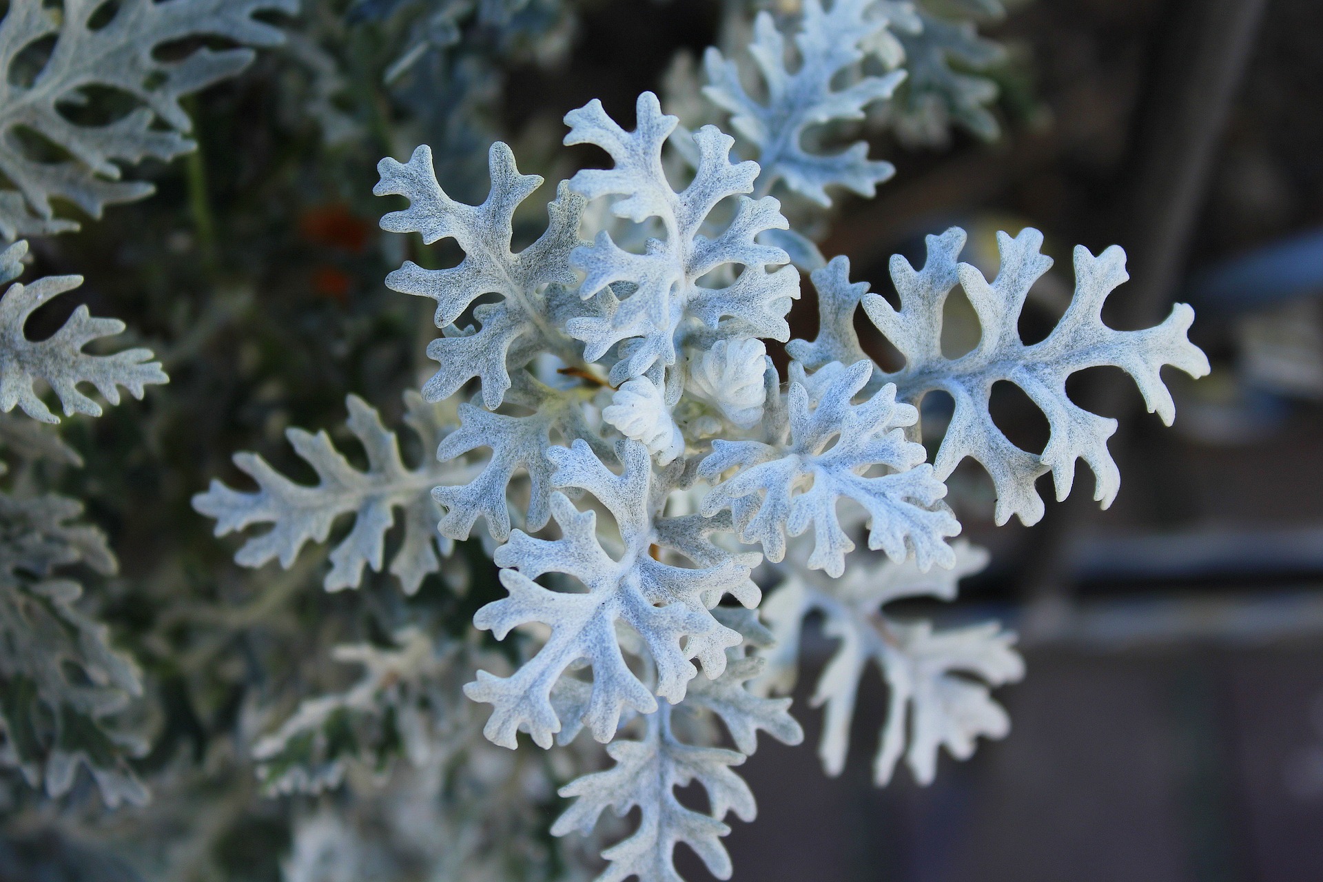 Цинерария фото и описание. Цинерария Приморская (Senecio cineraria). Цинерария Приморская cineraria maritima. Цинерария(крестовник) серебряная. Цинерария крестовник пепельный.